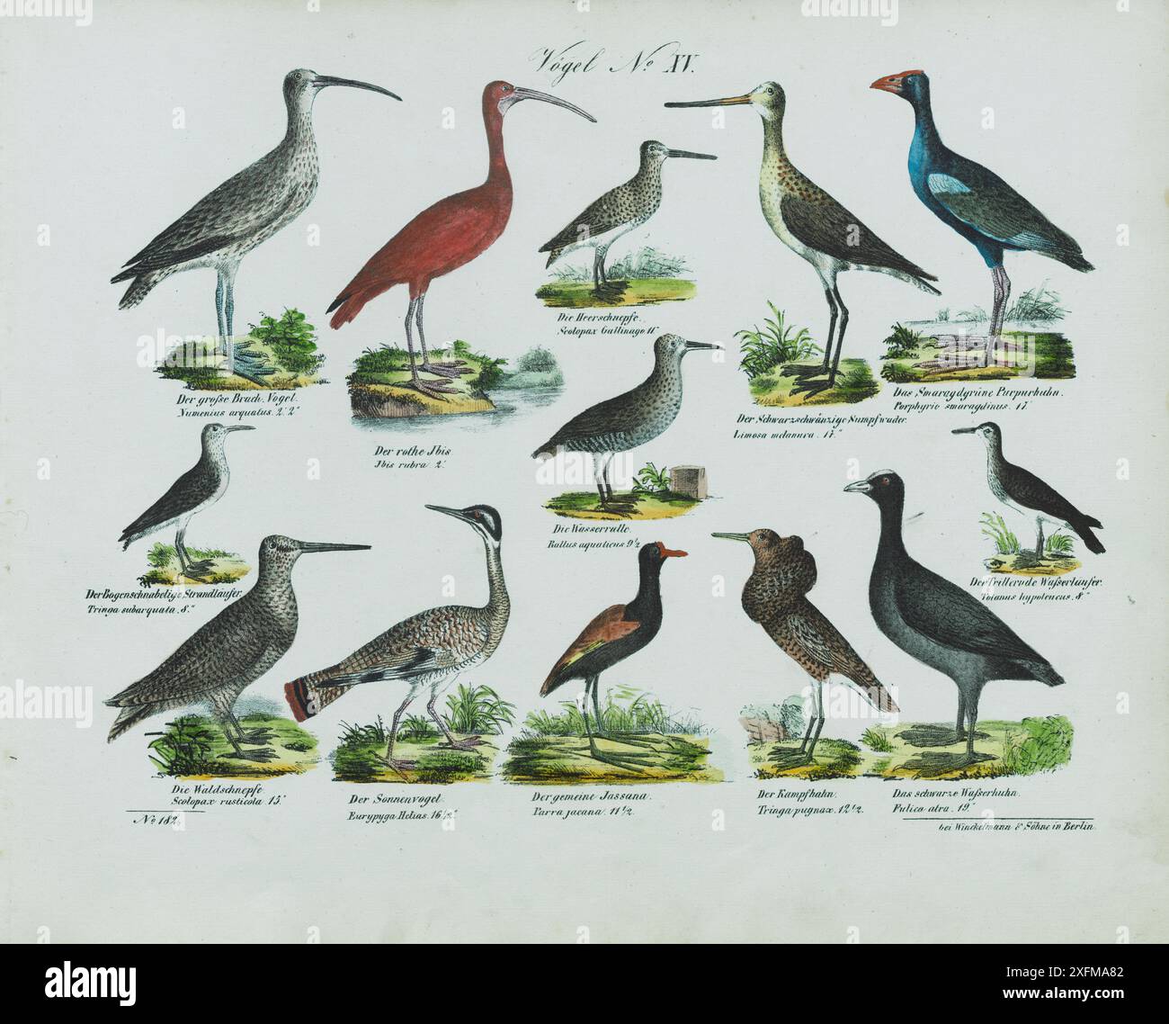 Lithographie vintage d'oiseaux. Linnaeus, 1758. Non. XV, 1836 Numcnius arquatus, courlis eurasien. Ibis Rubra, Scarlet ibis. Scolopax Gallinago, snipe solitaire. Limosa melanura, godwit à queue noire. Porphyrio smaraydinus, swamphen occidental. Rallus aquaticus, rail d'eau. Tringa cubarquata, Redshanks. Scolopax rusticola, bite eurasienne. Eurypyga Helias, Sunbittern. Parra jacana, jacana aux ailes de bronze. Tringa pugnax, Ruff. Fulica atra, coot eurasien. Banque D'Images