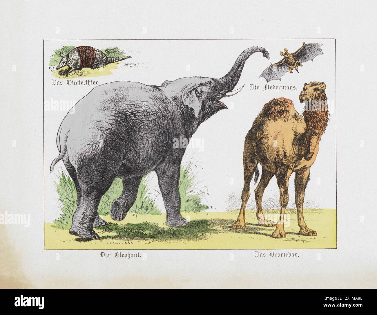 Lithographie couleur d'animaux sauvages. Part IV. Allemagne, 1870 Armadillo, éléphant, chauve-souris, dromadaire, Banque D'Images