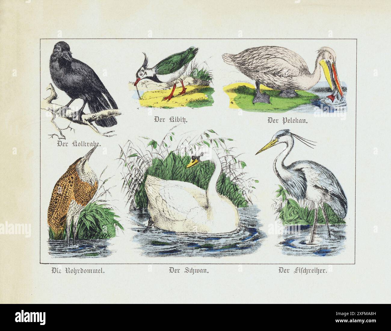 Lithographie couleur d'oiseaux sauvages. Partie I. Allemagne, 1870 corbeau, peewit (lapwing), pélican, bittern, swan, héron Banque D'Images