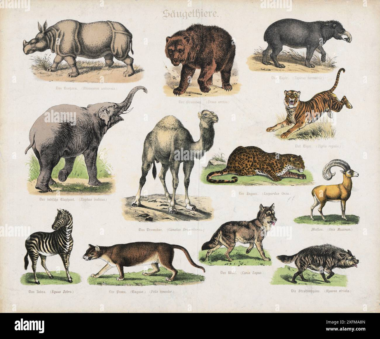 Lithographie couleur d'animaux sauvages. Mammifères. Partie II. Allemagne, 1870 rhinocéros, ours, tapir, éléphant, dromadaire, léopard, mouflon, hyène, loup, puma, zèbre. Banque D'Images