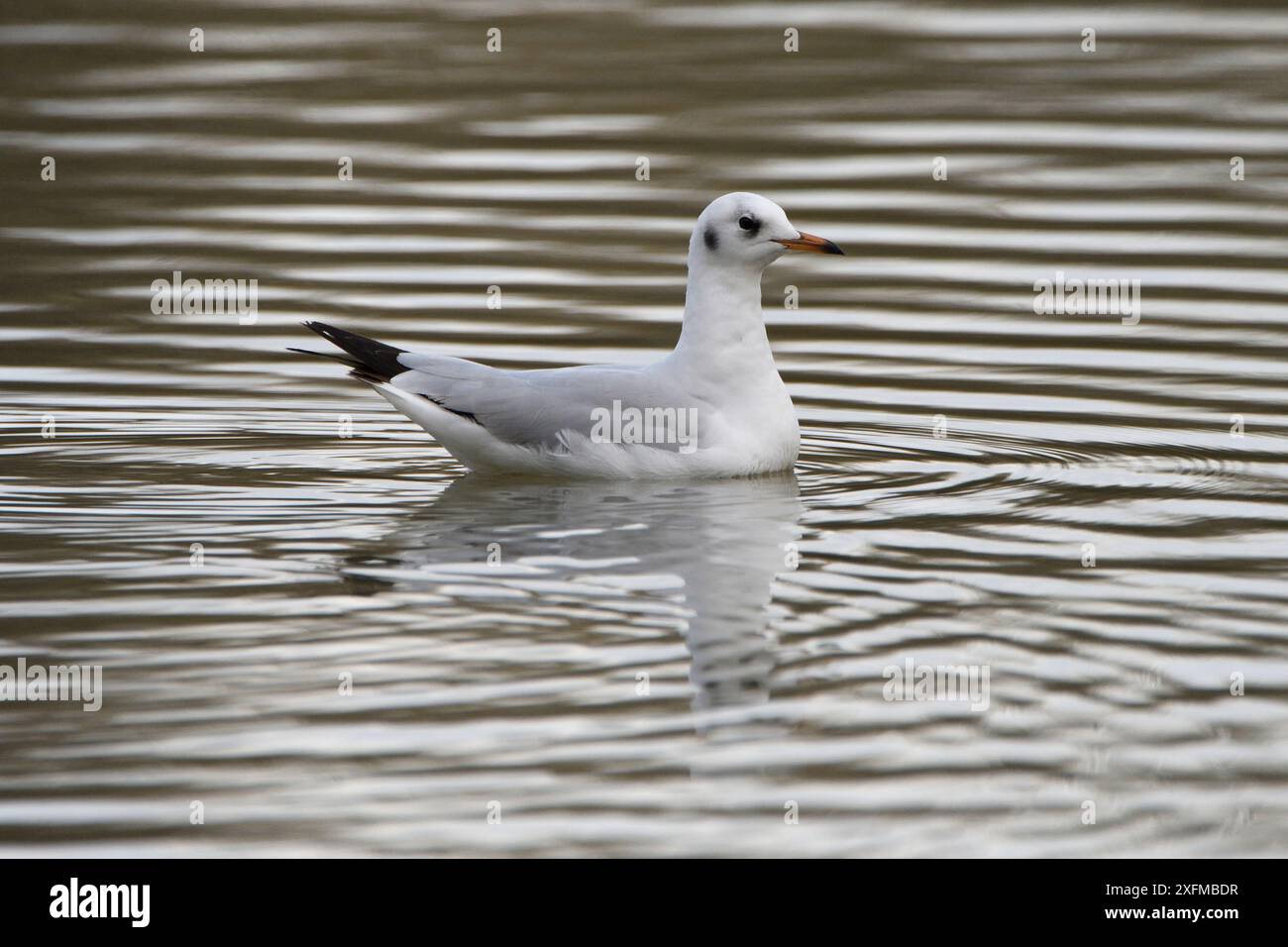 Goéland à tête noire (Chroicocephalus ridibundus) Lac du Der, France, novembre. Banque D'Images