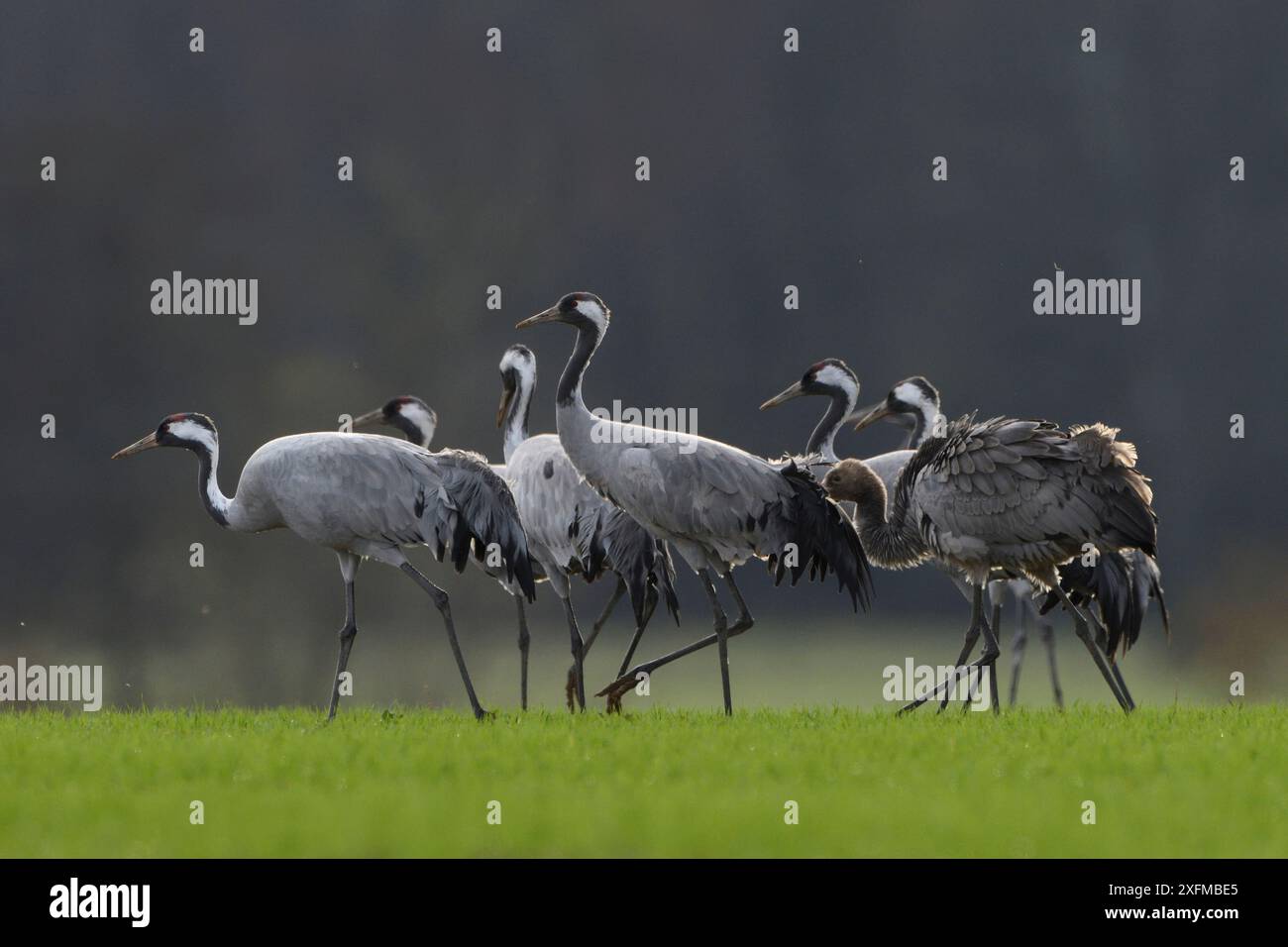 Grue commune (Grus grus) troupeau, Lac du der, France, novembre. Banque D'Images