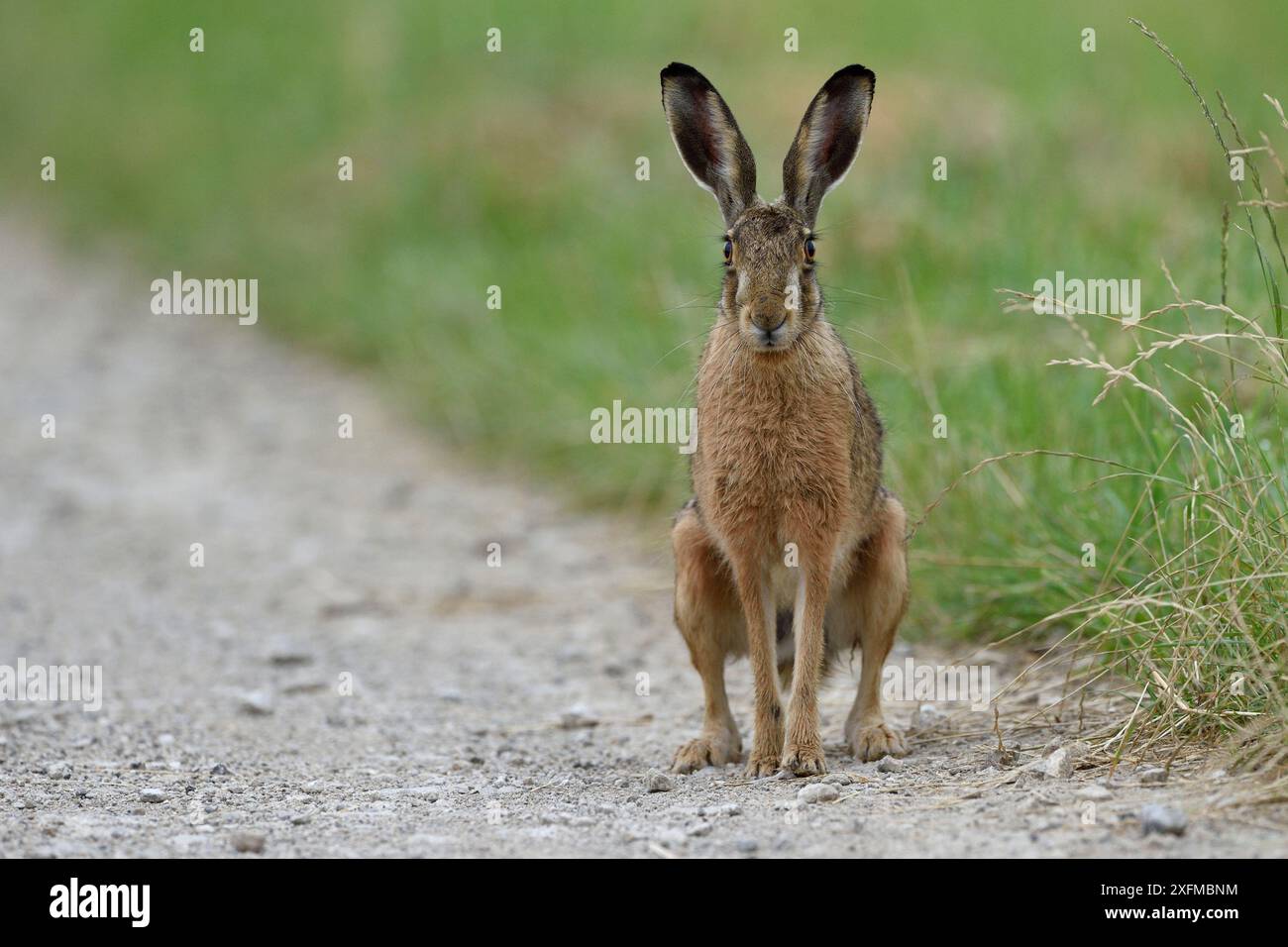 Lièvre brun (Lepus europaeus) Vosges, France, juin. Banque D'Images