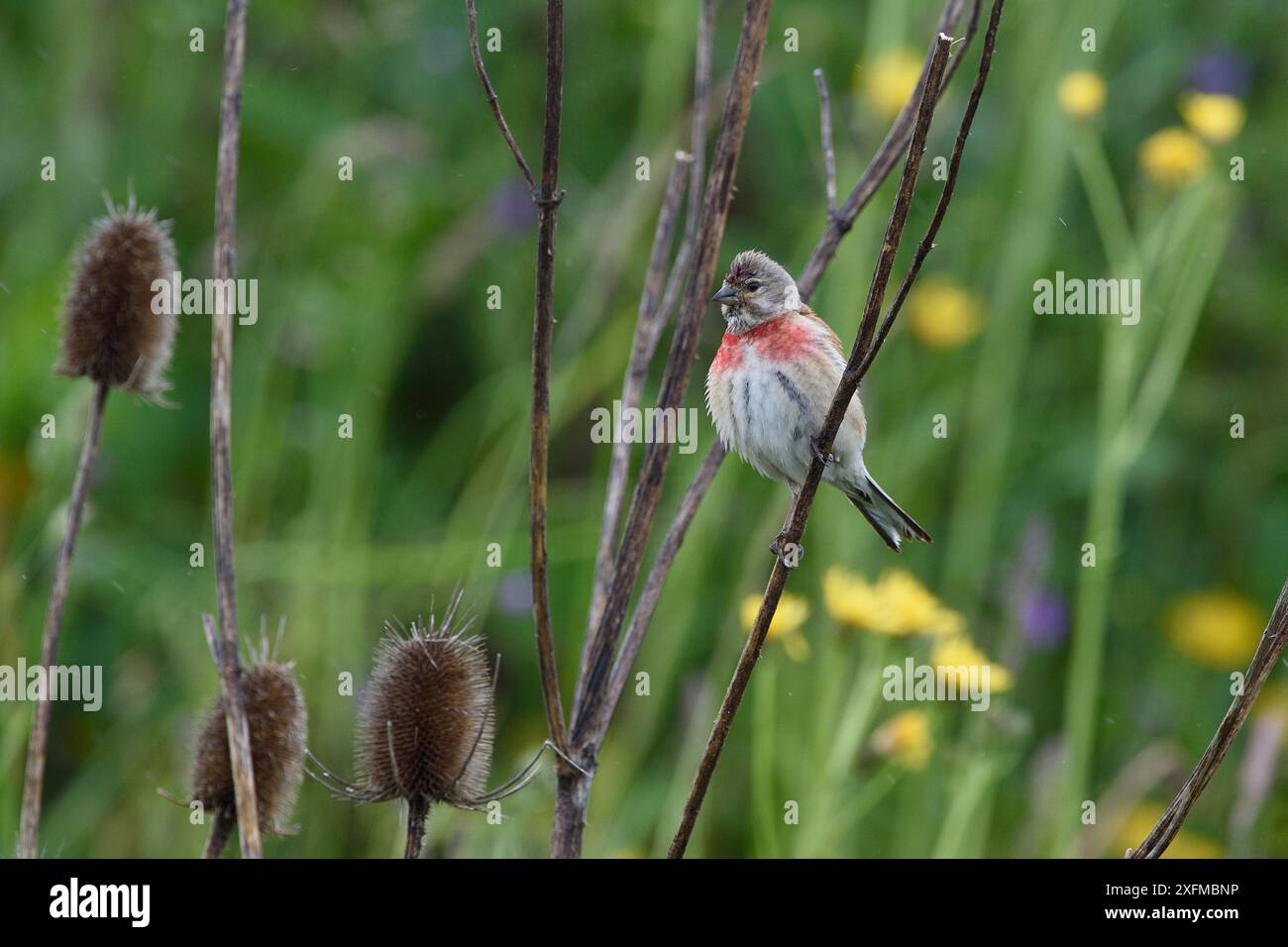 Linnet commun (Linaria cannabina) avec thé, Vosges, France Banque D'Images