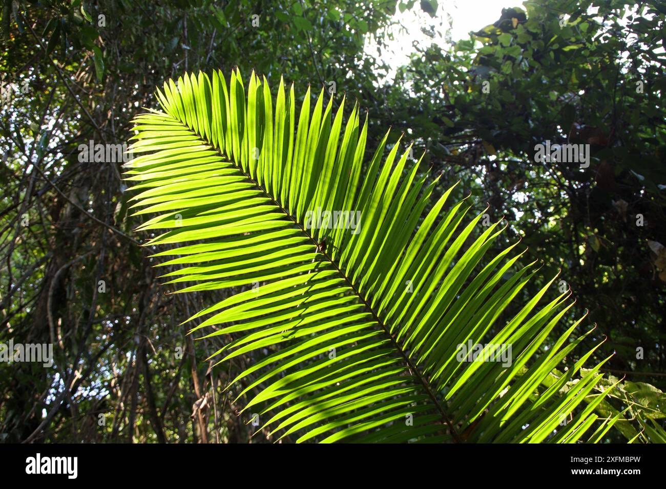Feuille de palmier vert tropical en gros plan. Concept vacances d'été et voyage d'affaires Banque D'Images