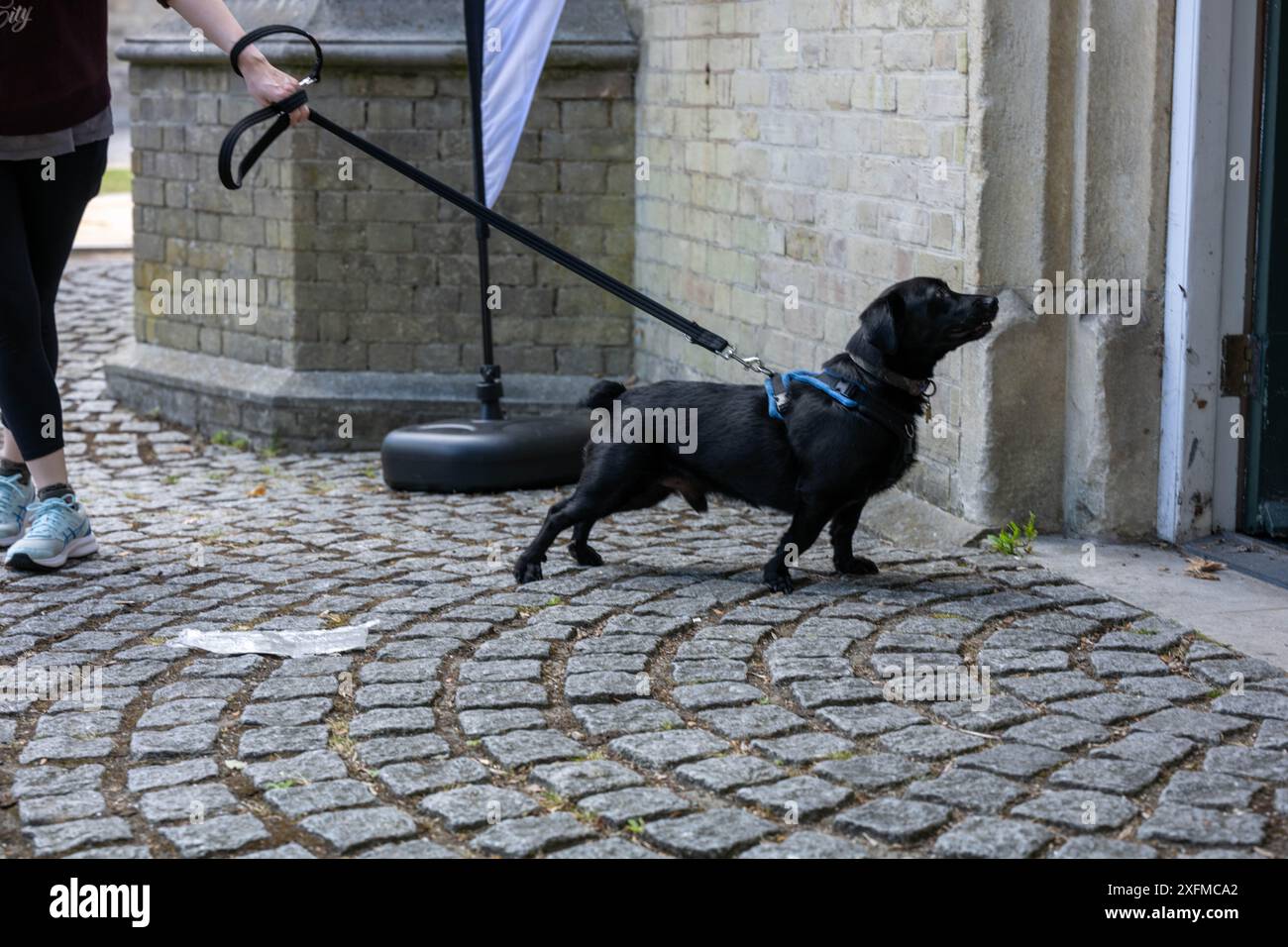 Brentwood Essex 4 juillet 2024 chiens dans un bureau de vote Brentwood Essex crédit : Ian Davidson/Alamy Live News Banque D'Images