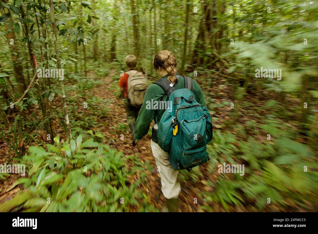 Cheryl Knott, chercheuse d'orangs-outans, et son Russell Laman marchent à travers la forêt tropicale, Gunung Palung National Park, Bornéo. Autorisation du modèle. Banque D'Images
