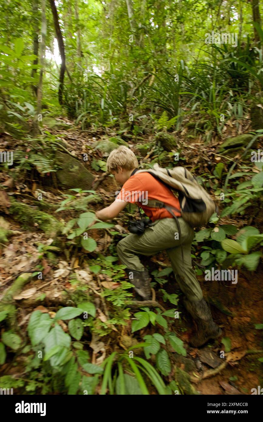 Russell randonnée dans la forêt tropicale humide, Gunung Palung National Park, Bornéo. Banque D'Images