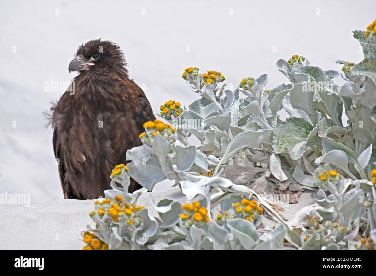 Caracara strié (Phalcoboenus australis) à côté du chou de mer (Senecio candicans) en fleur, île de Saunders, îles Falkland. Banque D'Images