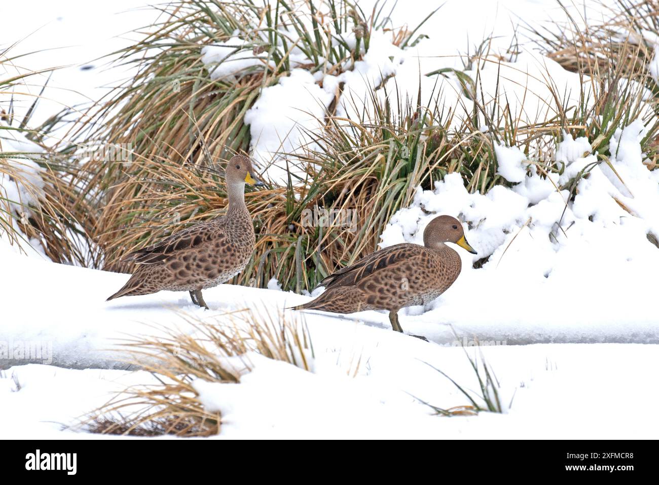 Deux canards de Géorgie du Sud (Anas georgica georgica) dans la neige, espèce endémique, King Haakon Bay, Peggoty Bluff, Géorgie du Sud, Antarctique. Novembre. Banque D'Images