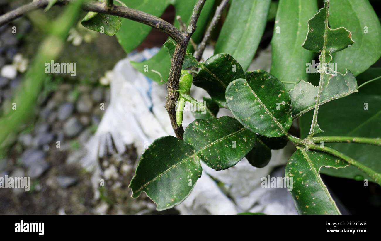 les sauterelles mangent des feuilles de citron vert kaffir Banque D'Images