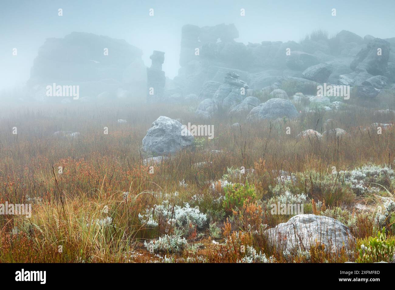 Rochers et végétation dans la brume à l'aube, montagnes Hottentots Holland, Western Cape, Afrique du Sud, décembre 2014. Banque D'Images