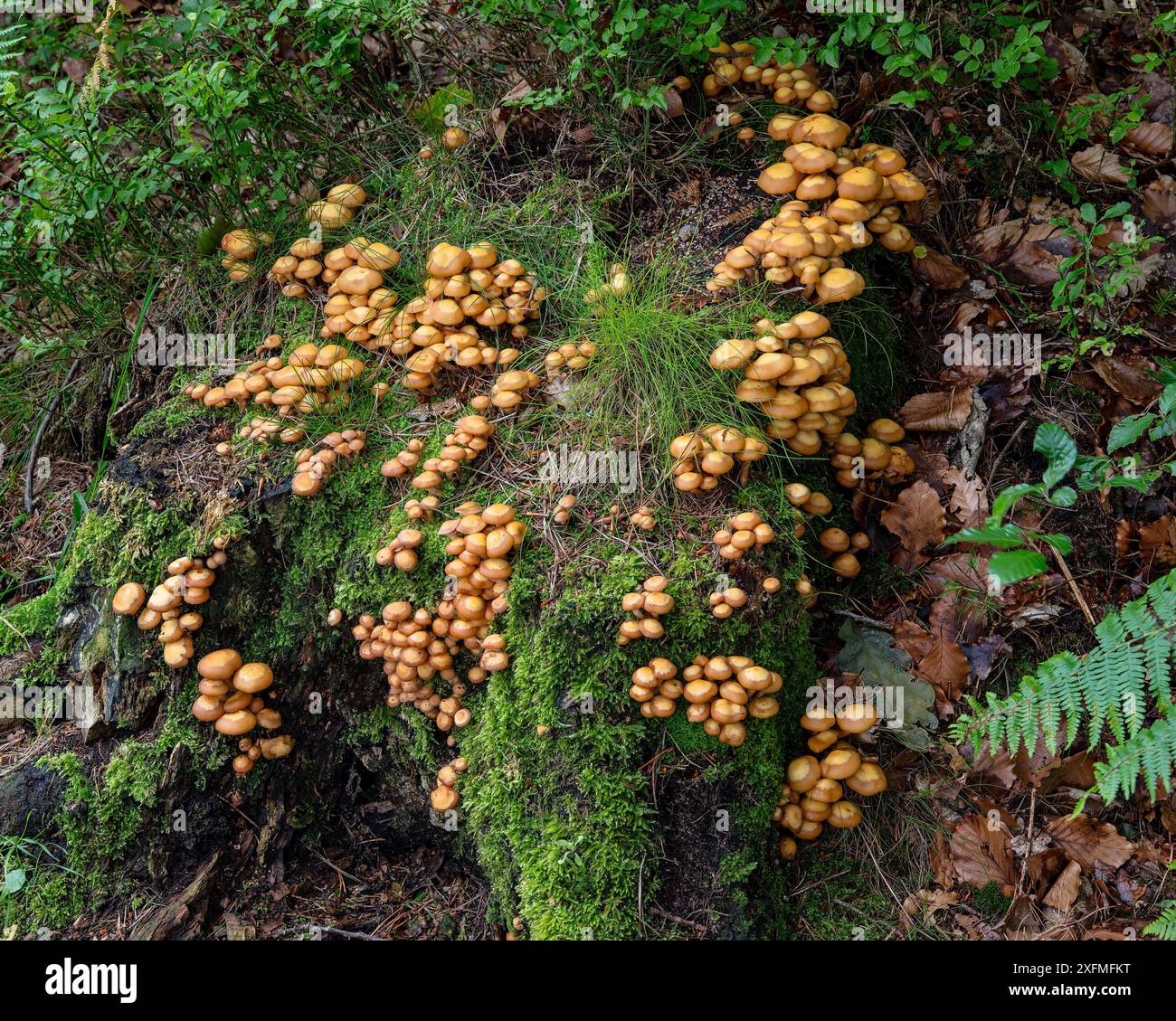 Recyclage des nutriments sur souche de hêtre , Beacon Wood, Penrith, Cumbria, Royaume-Uni Banque D'Images