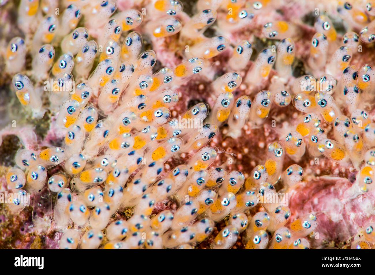 Faux clown anémonefish (Amphiprion oceallaris) œufs proches de l'éclosion. Dauin, Dumaguete, Negros, Philippines. Mer de Bohol, Océan Pacifique occidental tropical. Banque D'Images
