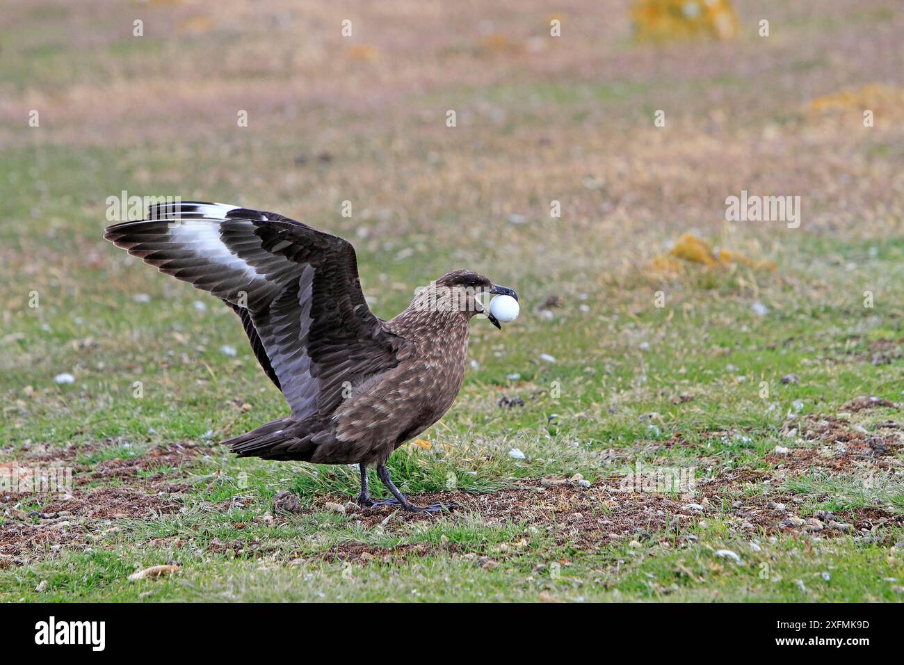 Falkland Skua (Catharacta antarctica) adulte avec cormoran royal antérieur / oeuf à ventre blanc (Leucocarbo atriceps albiventer), sur Pebble Island, îles Falkland Banque D'Images