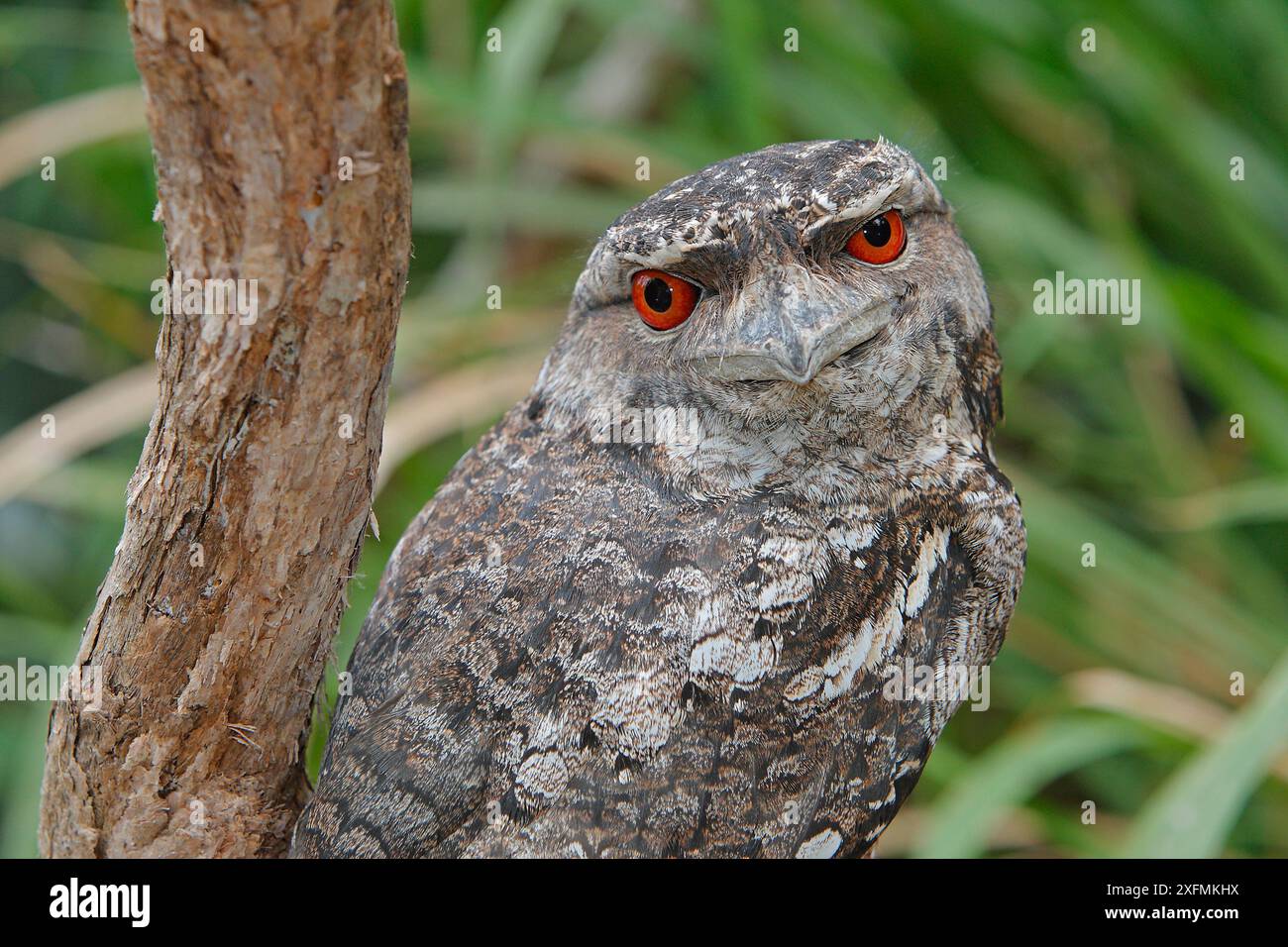 Mouche-grenouille papoue (Podargus papuensis), de jour, Queensland, Australie Banque D'Images