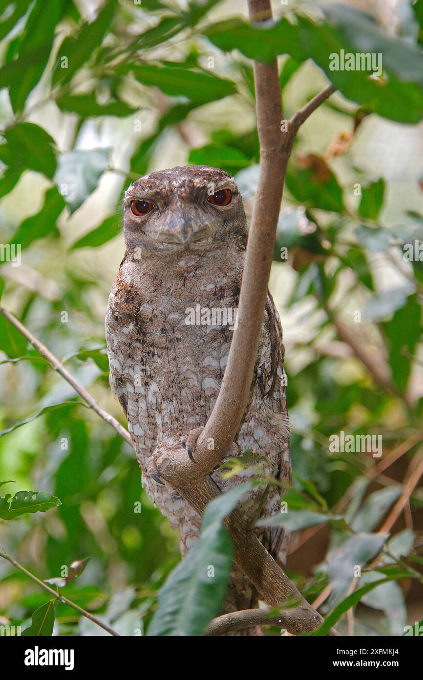 Mouche-grenouille papoue (Podargus papuensis) pendant la journée, Queensland, Australie Banque D'Images