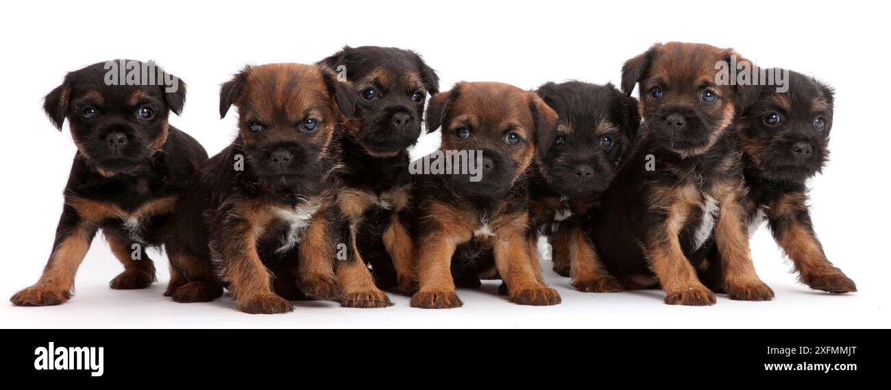 7 Border Terrier chiots dans une ligne / ligne , l'âge de 5 semaines. Banque D'Images