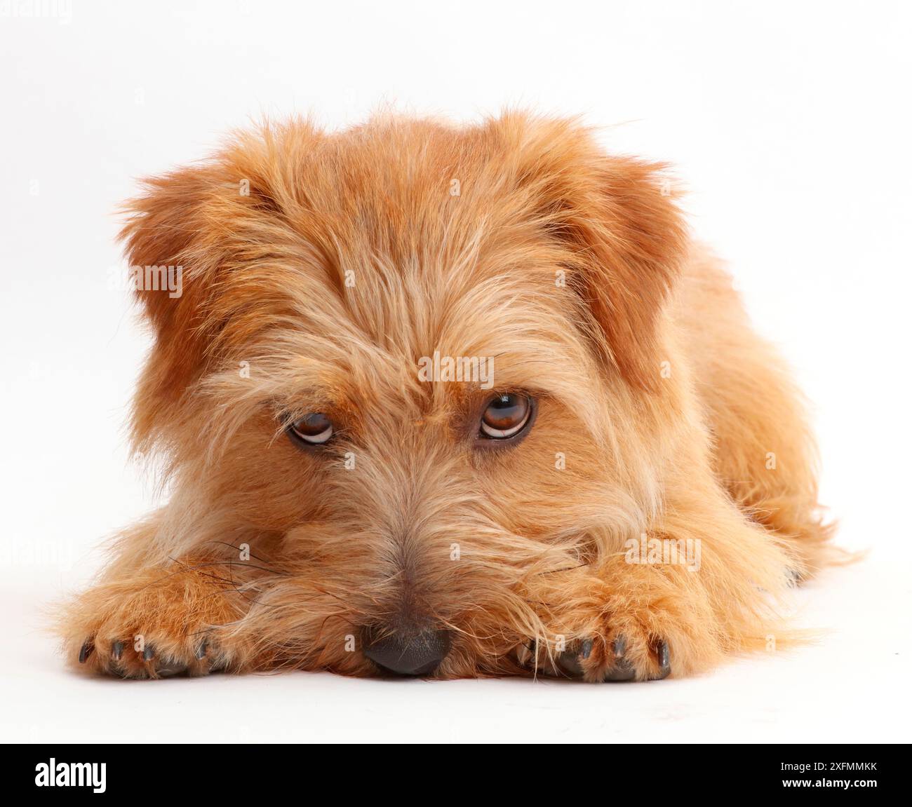 Chien de terrier de Norfolk, Otto, l'âge de 1 an, le nez au sol. Banque D'Images