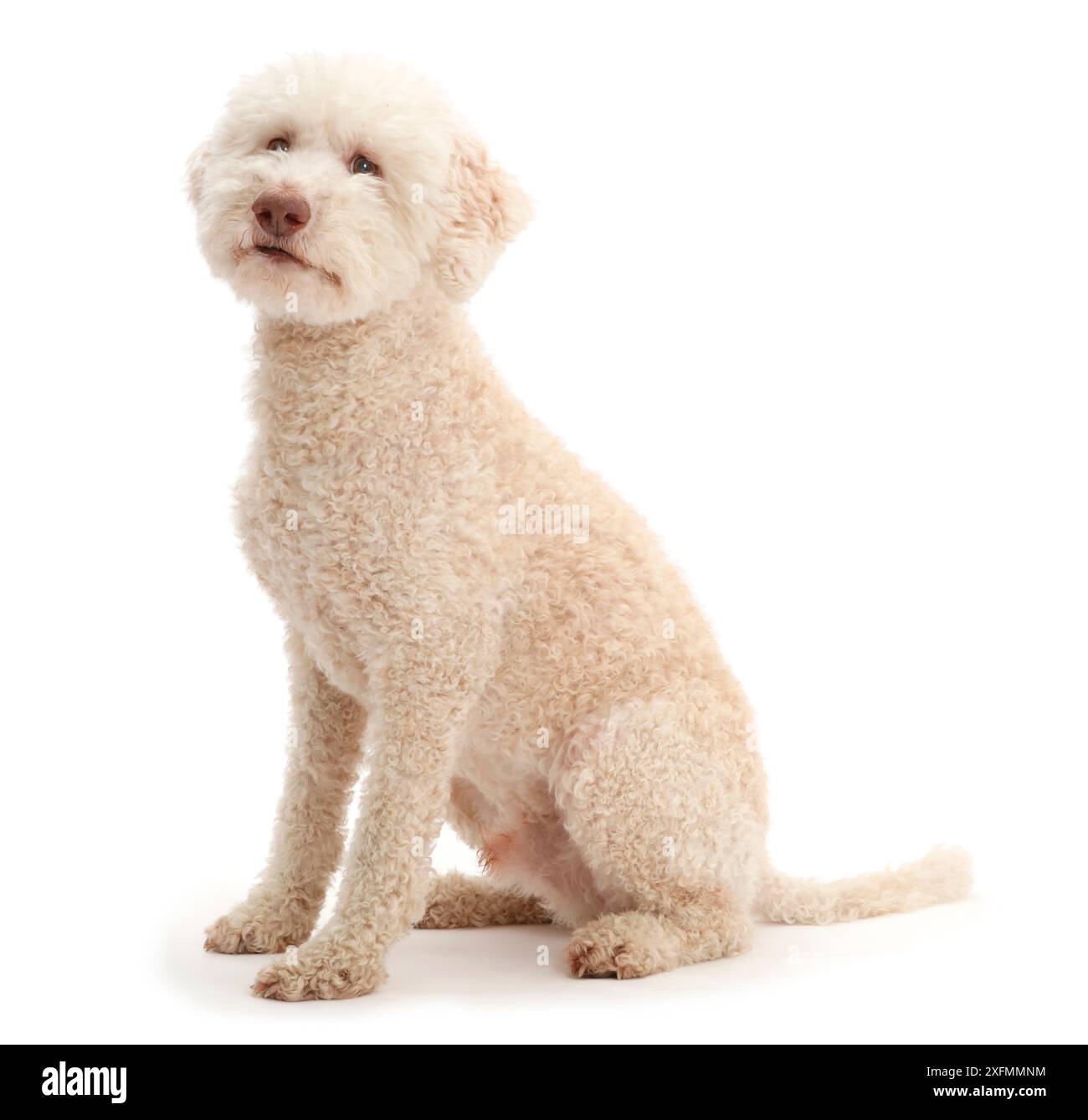 Lagotto Romagnolo chien assis. Banque D'Images