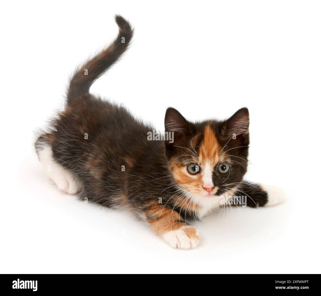 Écaille chaton espiègle. Banque D'Images