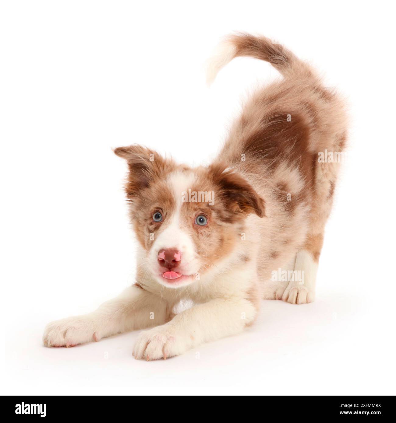 Merle rouge ludique chiot Border Collie en play-Bow. Banque D'Images