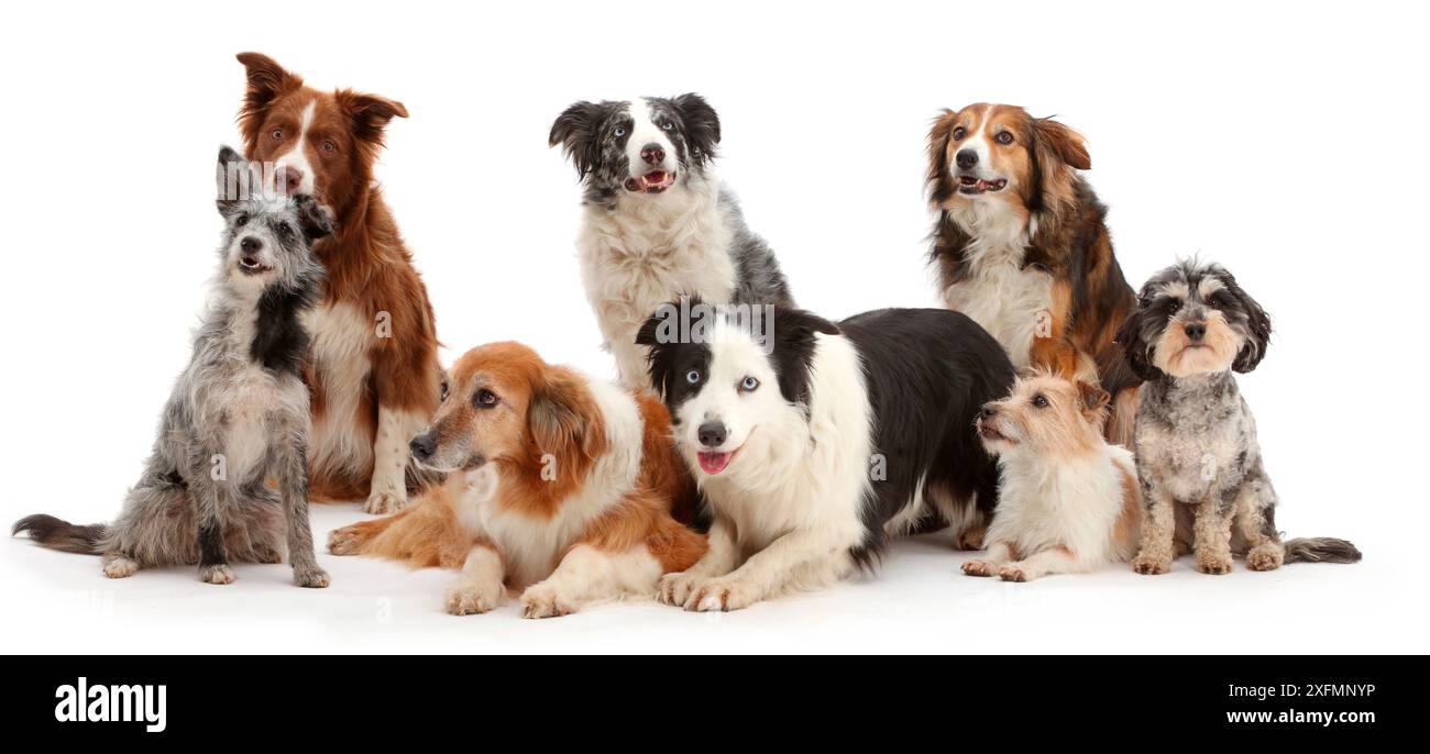 Huit autres chien domestique bâtard. Banque D'Images