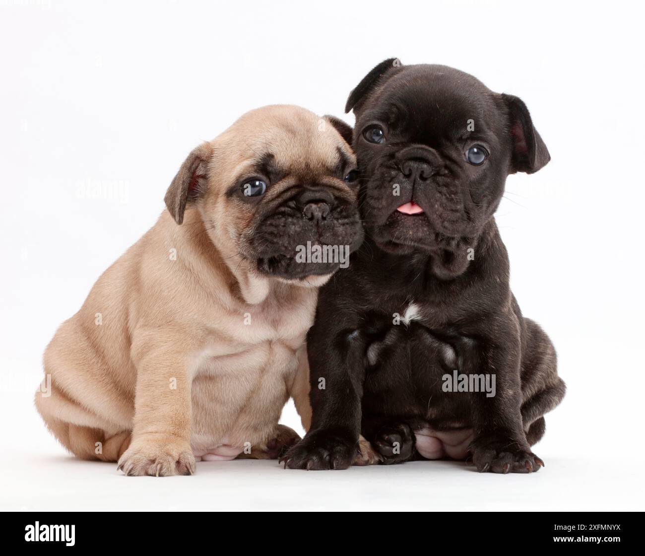 Chiots bouledogue français, l'âge de 5 semaines. Banque D'Images
