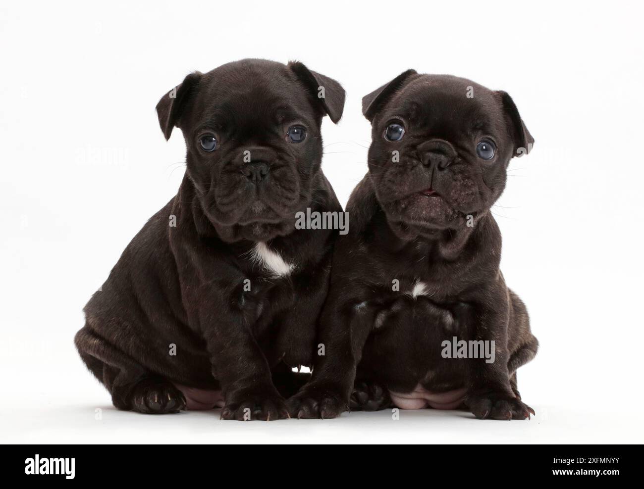 Chiots bouledogue français, l'âge de 5 semaines. Banque D'Images