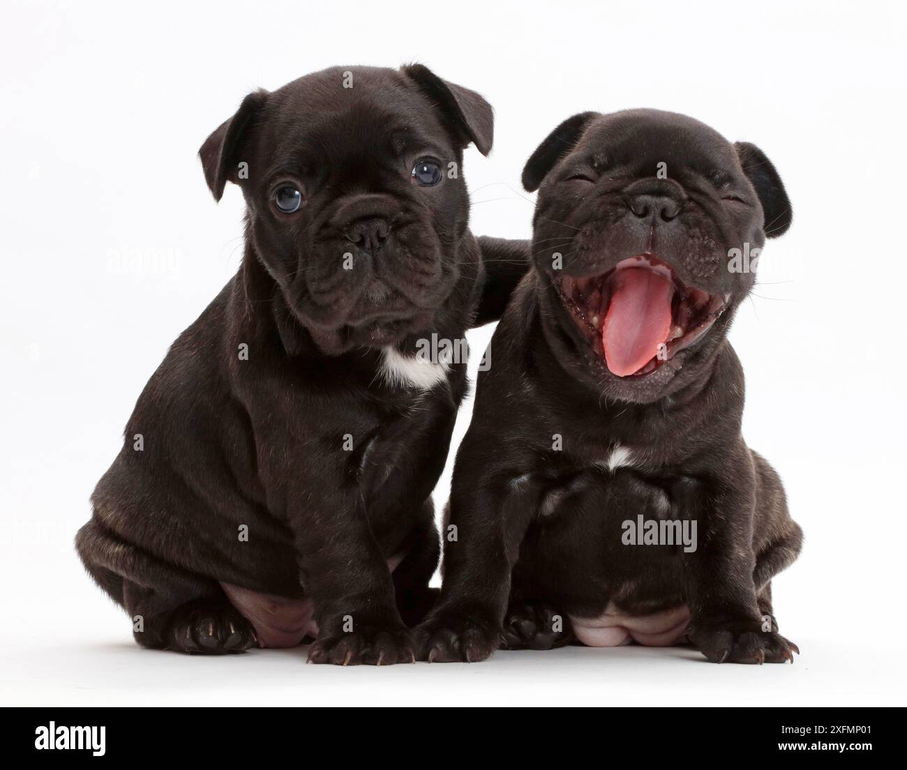 Chiots bouledogue français, l'âge de 5 semaines, un bâillement. Banque D'Images