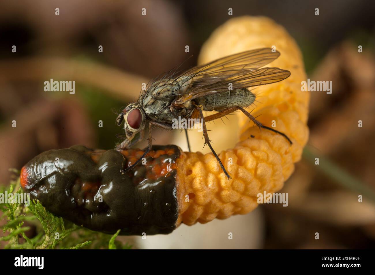 Champignon Stinkhorn de chien (Mutinus caninus) avec mouches se nourrissant de spores. Gait Barrows, Lancashire, Royaume-Uni. Octobre. Banque D'Images