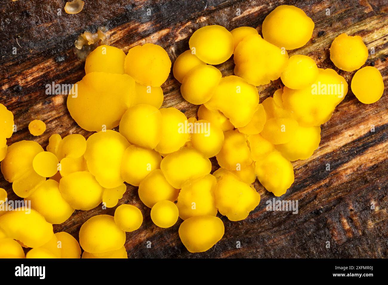 Champignon Lemon Disco (Bisporella citrina), poussant sur la branche de chêne morte. Derbyshire, parc national de Peak District, Royaume-Uni, octobre Banque D'Images