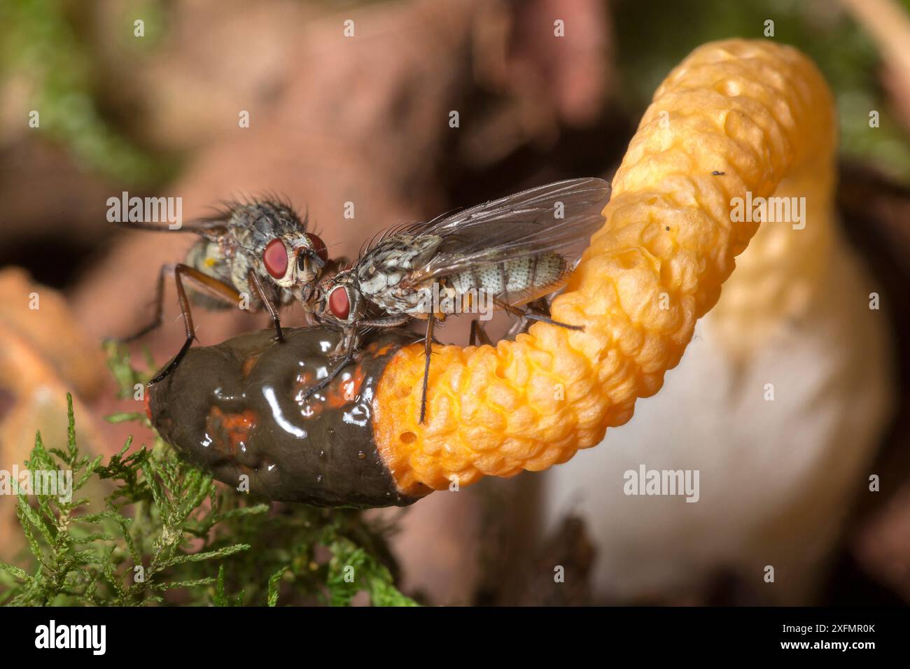 Champignon Stinkhorn de chien (Mutinus caninus) avec mouches se nourrissant de spores. Gait Barrows, Lancashire, Royaume-Uni. Octobre. Image empilée de mise au point. Banque D'Images