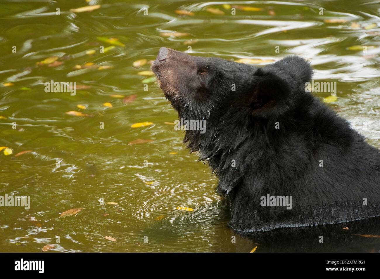 Ours lunaire (Ursus thibetanus) nageant chez les animaux Asia Bear Sanctuary après avoir été sauvé d'une ferme de bile d'ours. Captive, Chine. Septembre. Banque D'Images