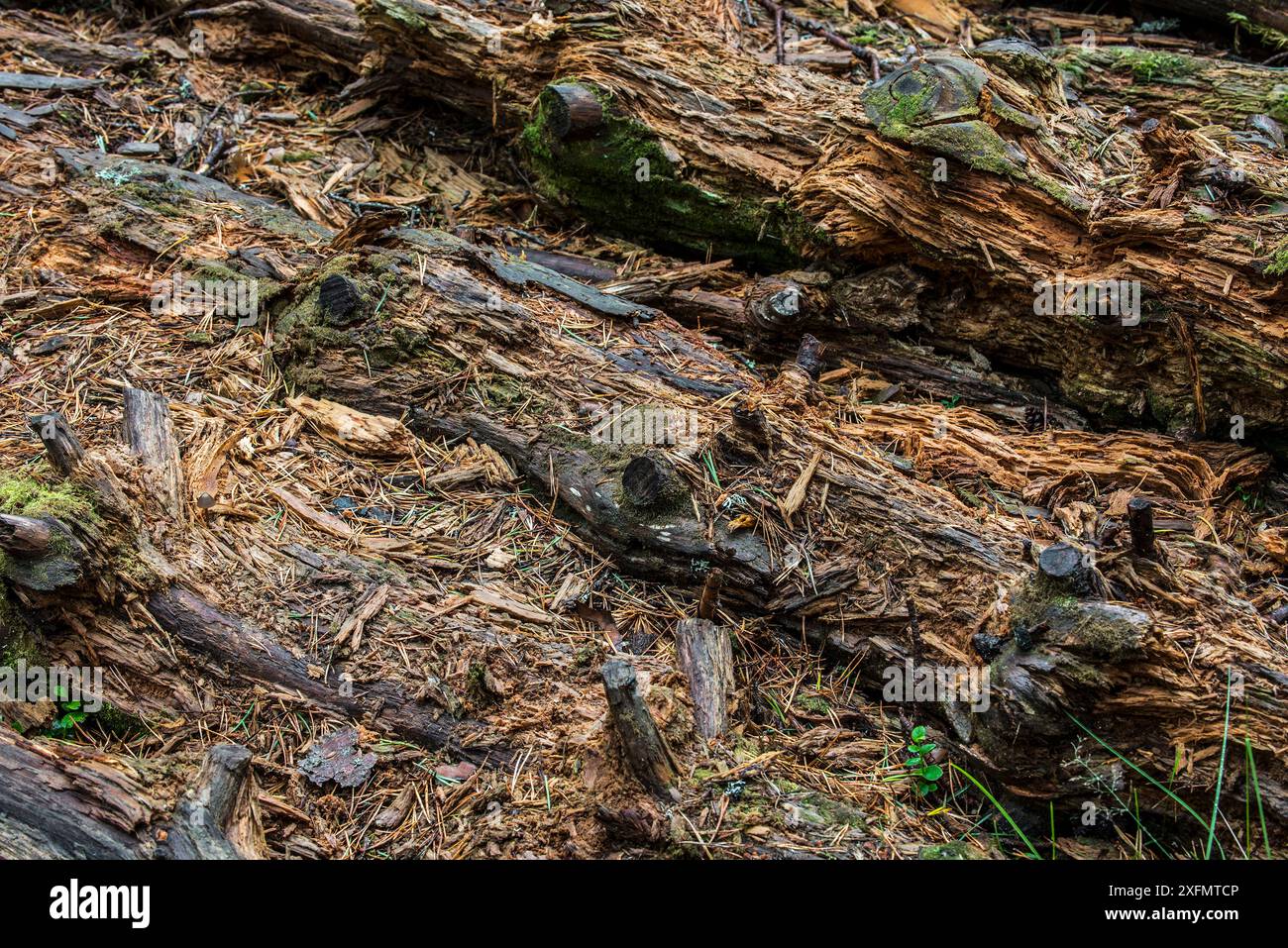 Gros plan de troncs de pins en décomposition laissés pourrir sur le sol forestier, habitat pour les invertébrés, les mousses et les champignons, Royaume-Uni, septembre. Banque D'Images