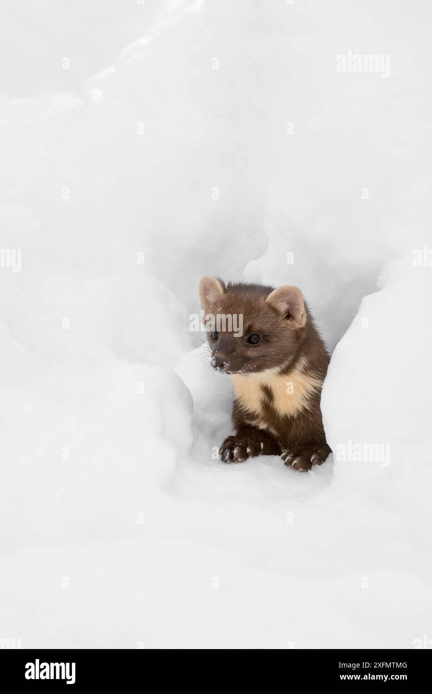 Martre de pin (Martes martes) regardant à travers le trou dans la neige tout en chassant en hiver, Forêt bavaroise, Allemagne, captive, janvier. Banque D'Images