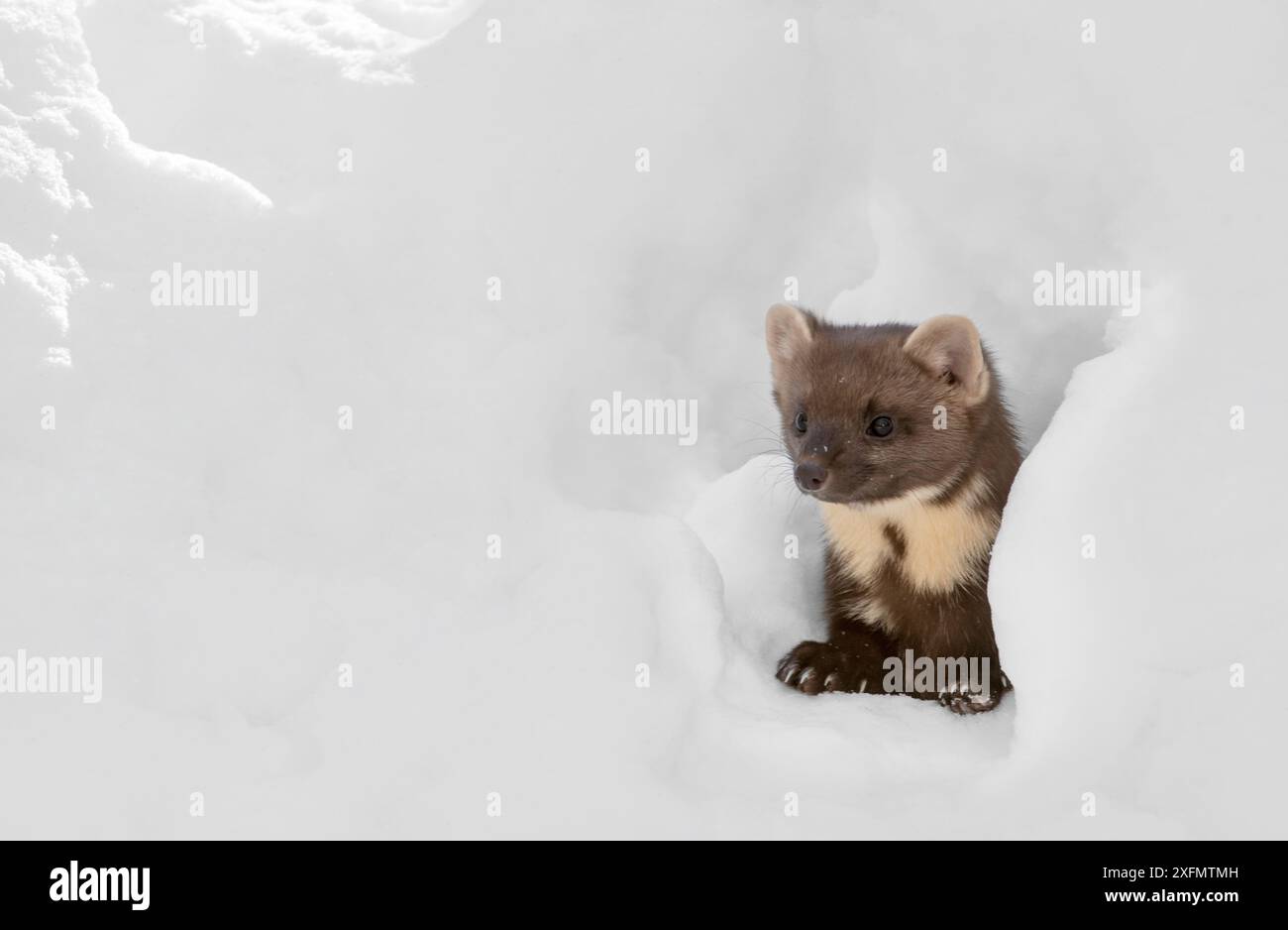 Martre de pin (Martes martes) regardant à travers le trou dans la neige tout en chassant en hiver, Forêt bavaroise, Allemagne, captive, janvier. Banque D'Images