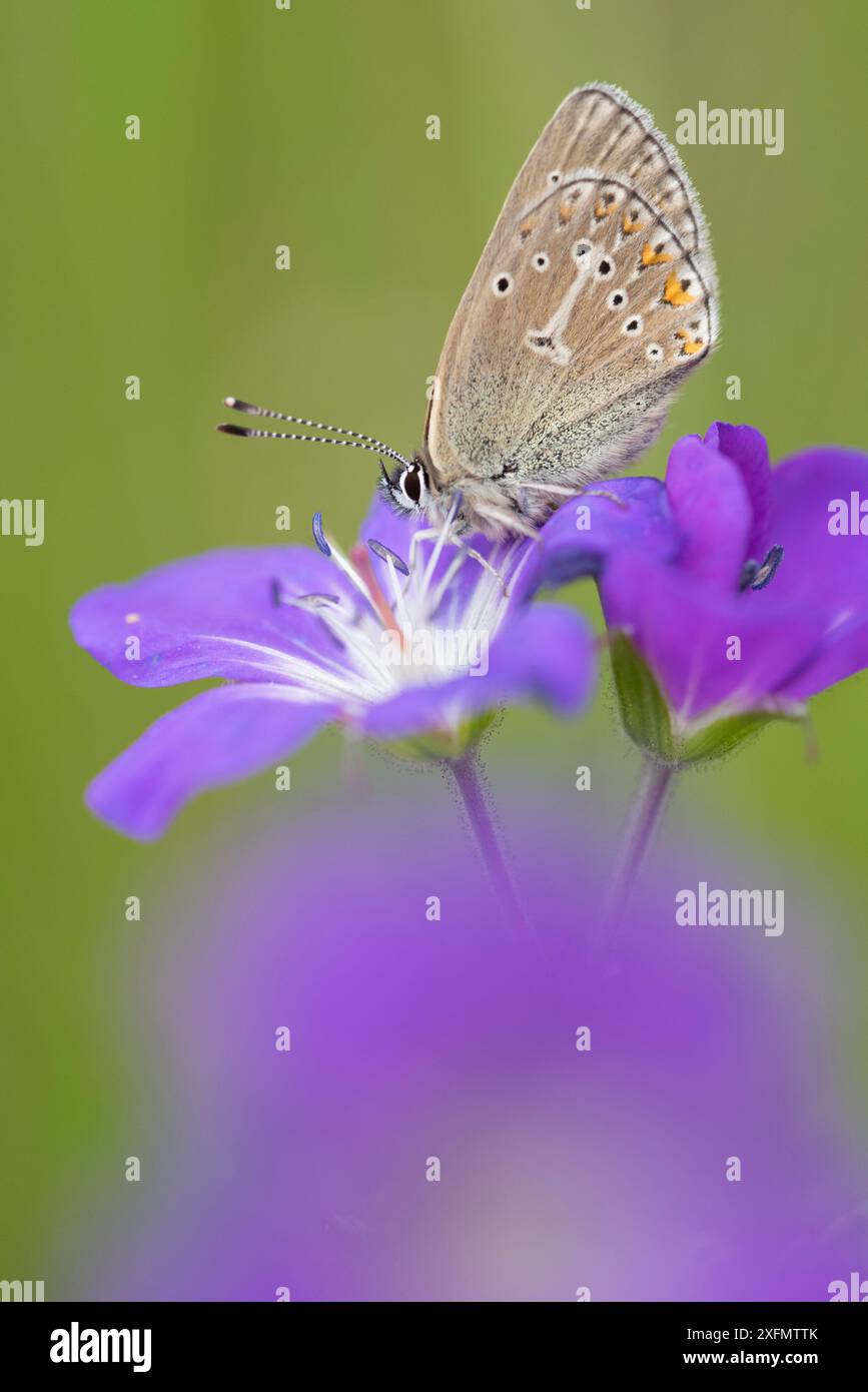 Papillon Geranium argus (Eumedonia eumedon) sur fleur de géranium sauvage, Vallée d'Aoste, Parc National du Gran Paradiso, Italie. Banque D'Images