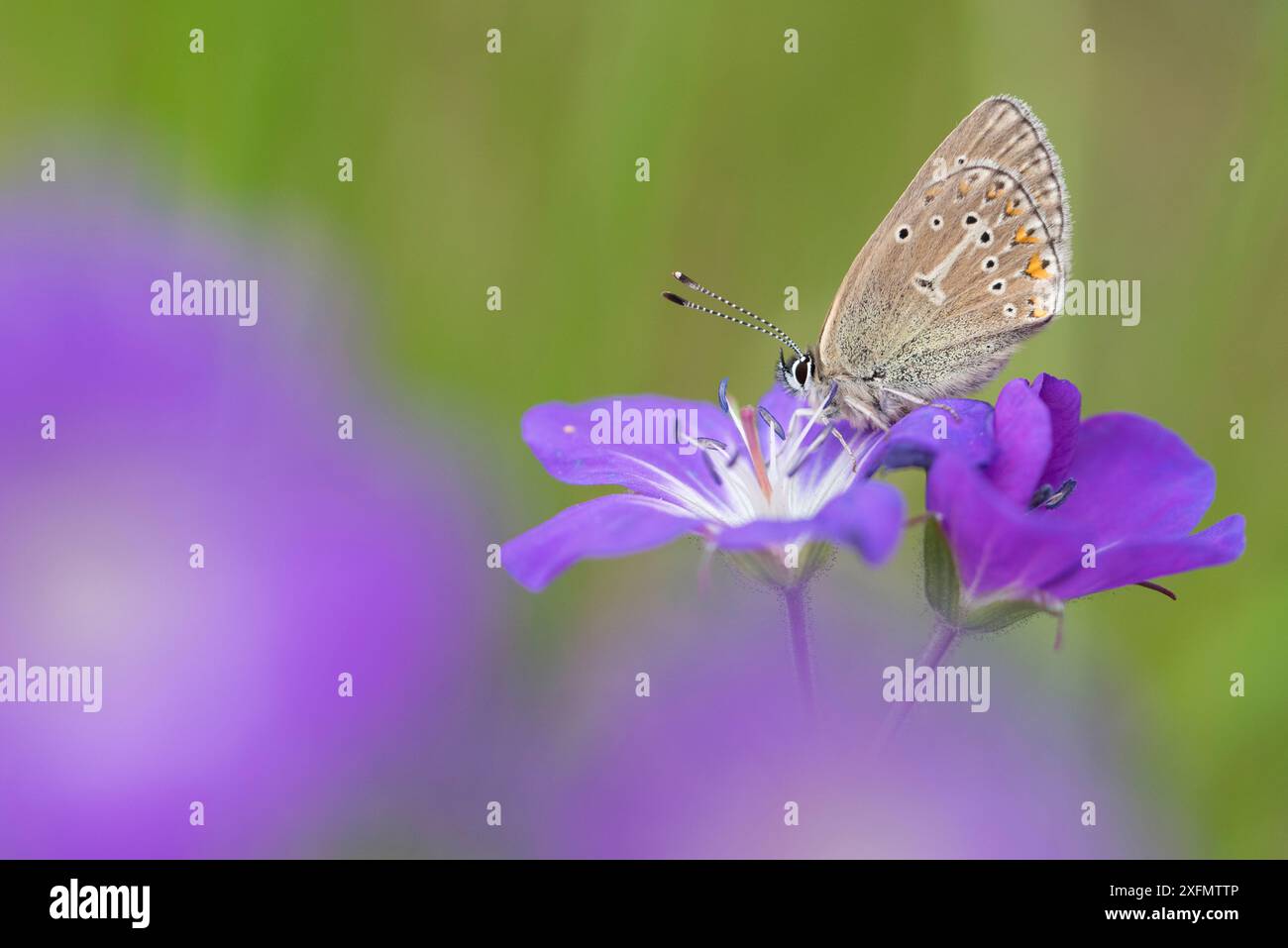 Geranium argus papillon (Eumedonia eumedon) Vallée d'Aoste, Parc National du Gran Paradiso, Italie. Banque D'Images