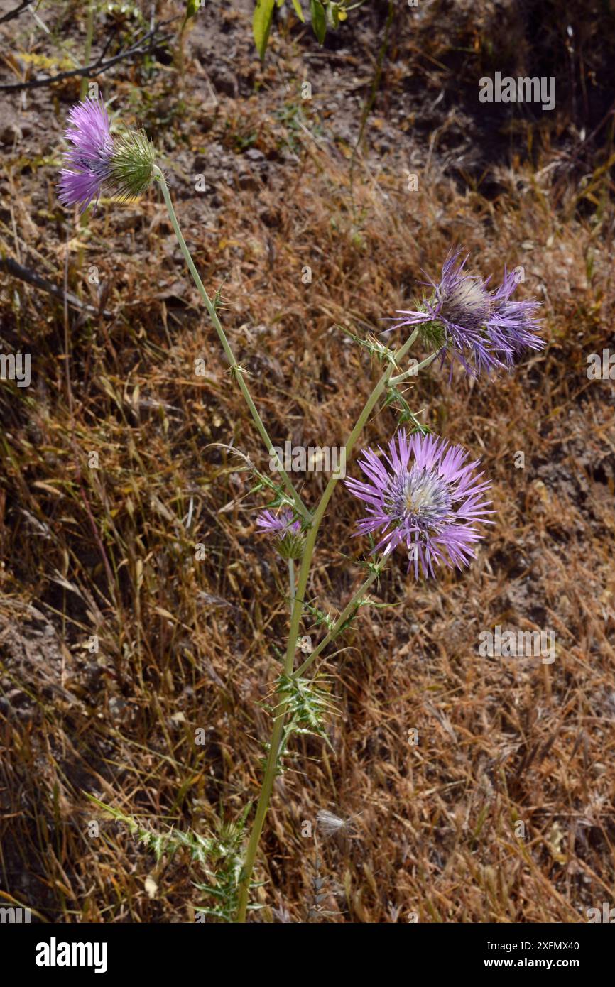 Chardon de sanglier / chardon Marie violet (Galactites tomentosa) floraison, près de Tejeda, Gran Canaria, mai. Banque D'Images