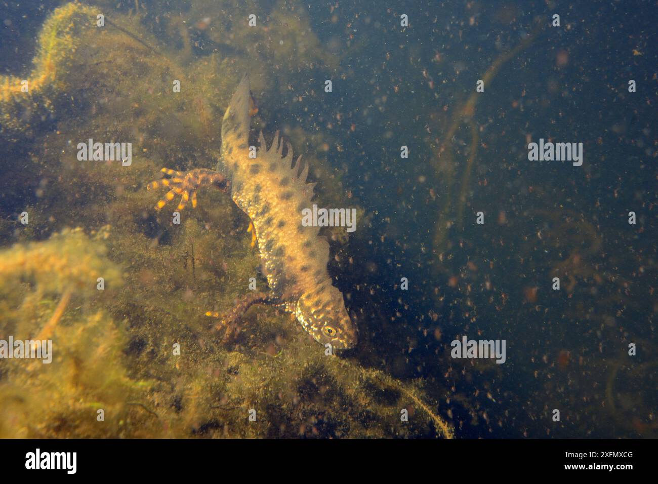 Grand triton à crête (Triturus cristatus) mâle dans un étang entretenu pour les tritons et d'autres formes de vie de l'étang entouré de puces d'eau (Daphnia pulex), une proie majeure, Mendip Hills, près de Wells, Somerset, Royaume-Uni, février. Photographié sous licence. Banque D'Images