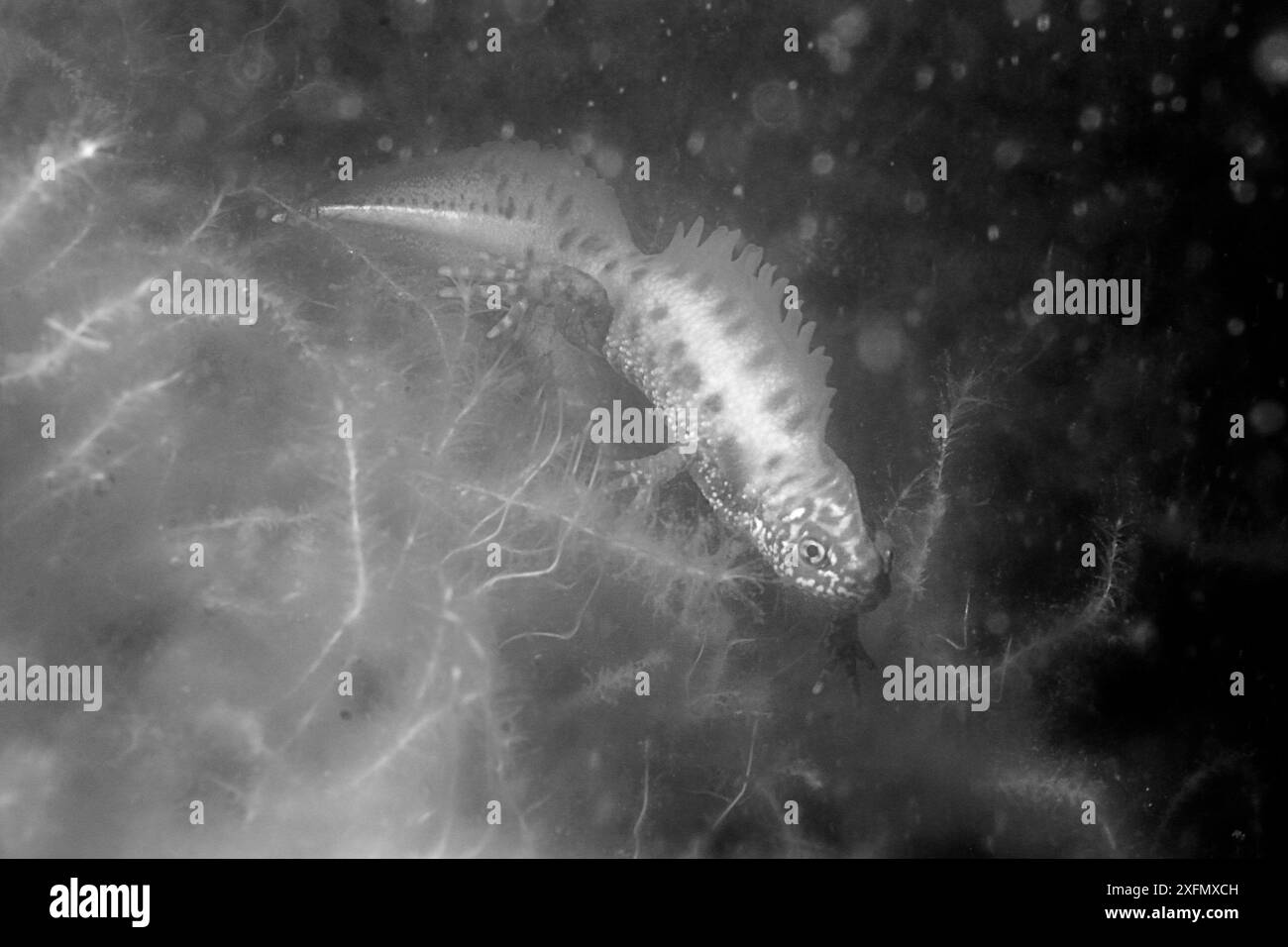 Grand triton à crête (Triturus cristatus) mâle dans un étang entretenu pour les tritons et autres formes de vie de l'étang, photographié la nuit en lumière infrarouge, Mendip Hills, près de Wells, Somerset, Royaume-Uni, février. Photographié sous licence. Banque D'Images