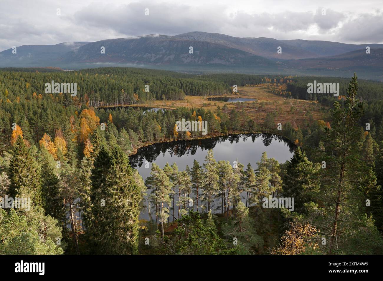 Vue sur Uath Lochans entouré de forêt de pins à la recherche vers les montagnes de Cairngorm, Highlands, Scotland, UK, octobre. Banque D'Images