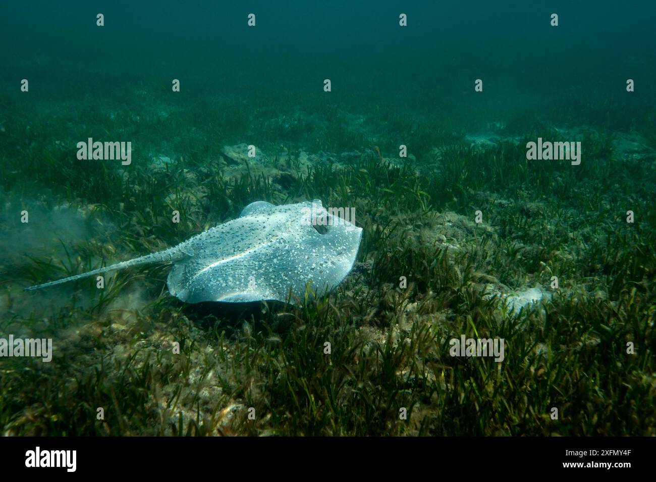 Raie porcs-épic (Urogymnus asperrimus) se nourrissant d'herbe marine, Maldives, Océan Indien. Banque D'Images