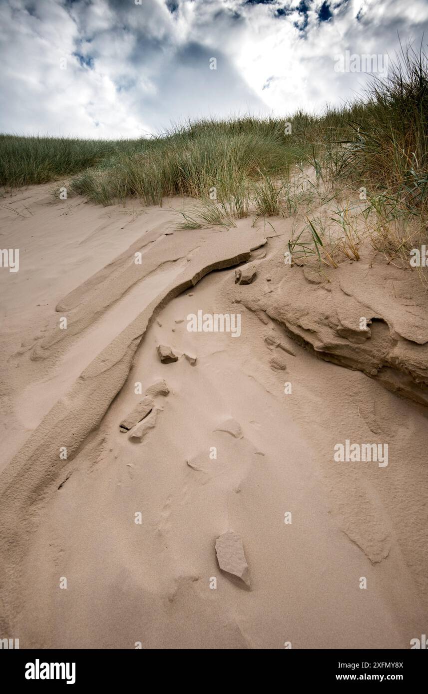 Marram-grass (Ammophila arenaria) colonisant et stabilisant les dunes de sable, Malltraeth, île d'Anglesey, pays de Galles, Royaume-Uni, octobre 2016. Banque D'Images Marram-grass (Ammophila arenaria) colonisant et stabilisant les dunes de sable, Malltraeth, île d'Anglesey, pays de Galles, Royaume-Uni, octobre 2016. Banque D'Images