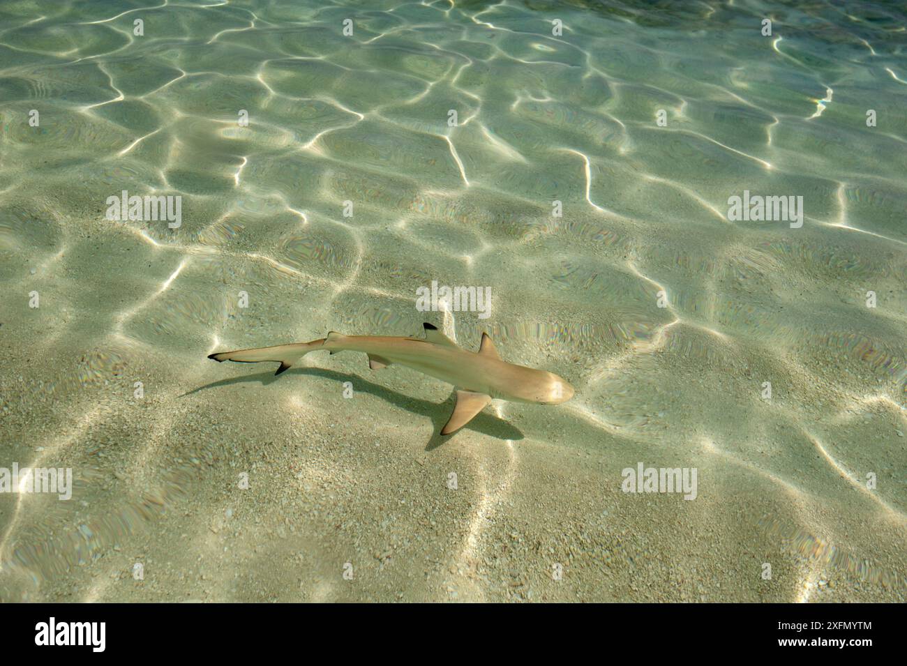 Requin de récif à pointe noire (Carcharhinus melanopterus) juvénile nageant au-dessus des fonds marins sablonneux le long du rivage en eau peu profonde, Maldives, Océan Indien. Banque D'Images Requin de récif à pointe noire (Carcharhinus melanopterus) juvénile nageant au-dessus des fonds marins sablonneux le long du rivage en eau peu profonde, Maldives, Océan Indien. Banque D'Images