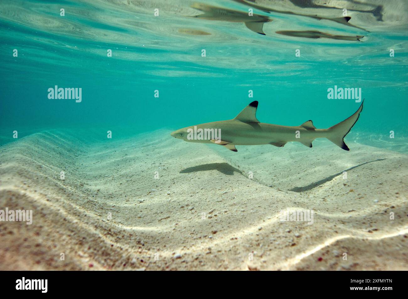 Requin de récif à pointe noire (Carcharhinus melanopterus) nageant en eau peu profonde, Maldives, Océan Indien. Banque D'Images
