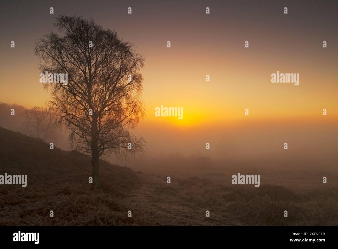 Bouleau argenté (Betula pendula) dans la brume tôt le matin avant le lever du soleil à côté, Backley Inclosure New Forest National Park, Hampshire, Angleterre, Royaume-Uni, décembre. Banque D'Images Bouleau argenté (Betula pendula) dans la brume tôt le matin avant le lever du soleil à côté, Backley Inclosure New Forest National Park, Hampshire, Angleterre, Royaume-Uni, décembre. Banque D'Images