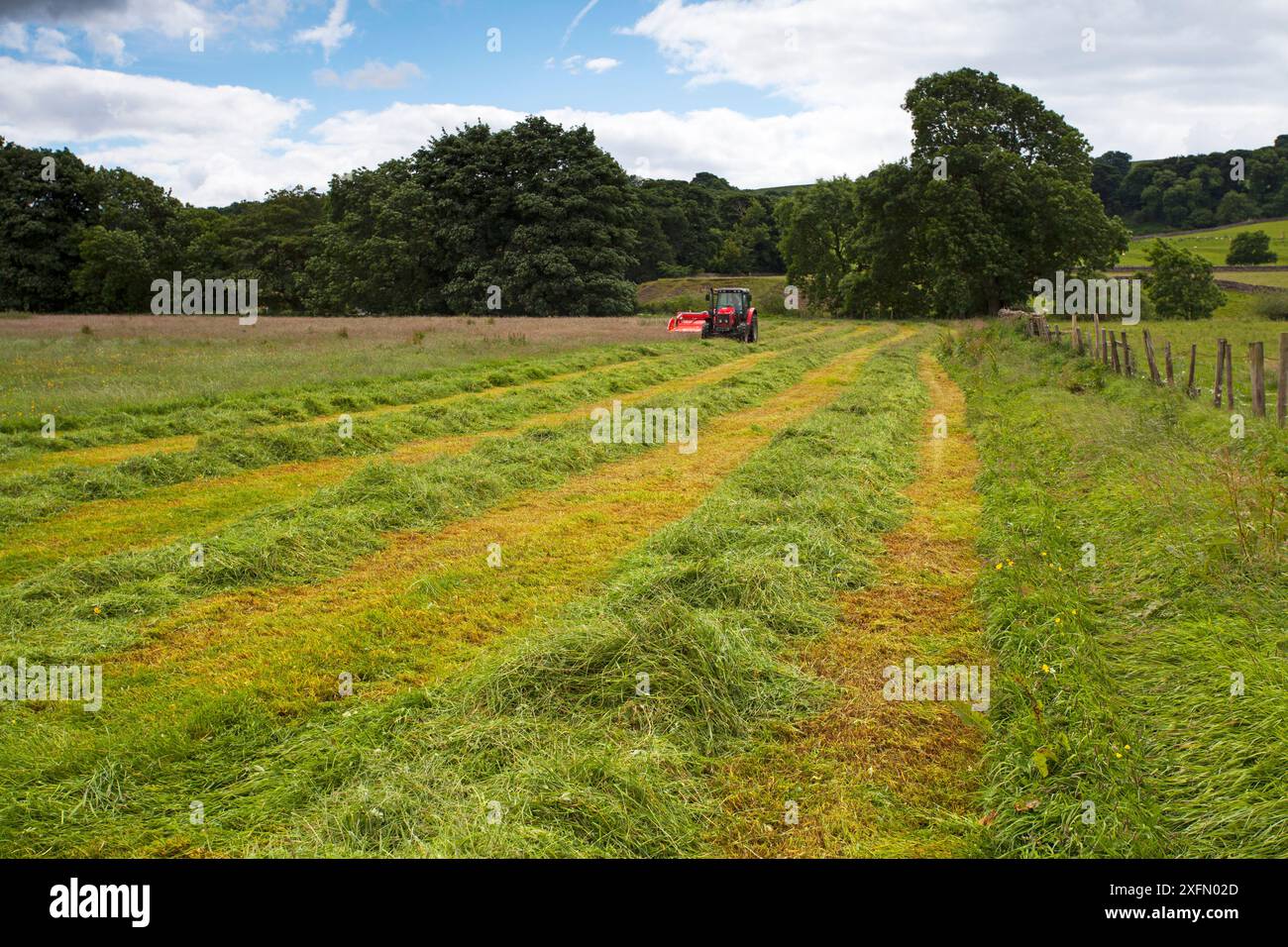 Agriculteur coupant le foin, Askrigg Bottoms Meadow, Askrigg, Wensleydale, Yorkshire Dales National Park, Yorkshire, Angleterre, Royaume-Uni juillet. Banque D'Images