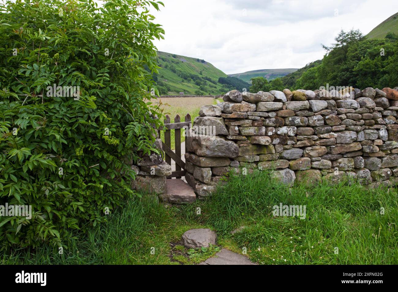 Prairie du couronnement avec sentier piétonnier balisé de Sambucus nigra et mur de pierres sèches Muker Swaledale, parc national de Yokshire Dales, Yorkshire, Angleterre, Royaume-Uni, juillet. Banque D'Images Prairie du couronnement avec sentier piétonnier balisé de Sambucus nigra et mur de pierres sèches Muker Swaledale, parc national de Yokshire Dales, Yorkshire, Angleterre, Royaume-Uni, juillet. Banque D'Images